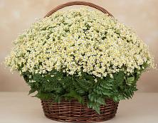 Цветочная композиция из Ромашки в корзине #REPLACE_PRED# Борисовке